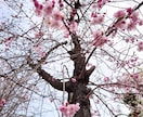 物件・時期・場所の比較／判断の決め手を占います 【引っ越し鑑定を受けられた方専用・後日相談窓口】 イメージ7