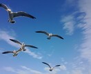 簡単な３０秒のＰＲ動画作成します お持ちの画像、動画７～8点を基に簡単なＰＲ動画を作成します。 イメージ1