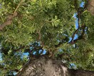 ピッタリのヒーリング致します その方にあった高次の存在とコンタクトしヒーリング致します。 イメージ1