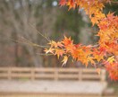 素材としての写真をご提供いたします 四季や風景の素材を探している方にぴったりな写真です。 イメージ3