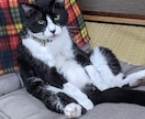 あなたの悩みや愚痴を聞きます アドバイスや診断はしません。とにかく誰かと話したい方の窓口。 イメージ8