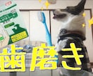 5分程度動画！YouTube動画編集します 編集、テロップ、サムネイル作成お任せください！ イメージ5