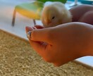 悩みやただお話ししたい方のお相手をします かわいい声で癒し系どんなお話しでも○ イメージ1