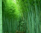 心のモヤモヤから解放！デトックス手伝います 初めての方歓迎◎心に寄り添う鑑定で前を向くヒントをお届け。 イメージ2