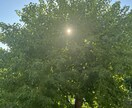 魂の本来の使命、今世での役割を星読みで鑑定します あなたの可能性を最大限に引き出すために。 イメージ1