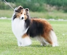 愛犬のお写真からイラスト製作いたします 思い出を形に、また愛犬家へのプレゼントとして イメージ2
