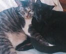 どんな話題でもオッケー！あなたのお話相手になります ☺︎ココロをポカポカにしたいのです♡ イメージ2