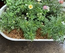 作れない方貴方の代わりに寄せ植えを作ります お庭や玄関を寄せ植えで華やかにしませんか。 イメージ4