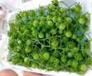 野菜のことならソムリエに イメージ2