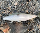 キャスト性能向上とサーフでの魚の釣り方を教えます 周りと差をつけるキャスト、よりキャッチ率を上げる考え方 イメージ5