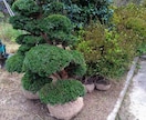 家庭菜園、畑、植木のご相談承ります 野菜、植木農家の経験を活かしサポートします。 イメージ7