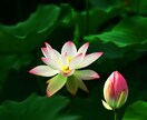 観音霊気:婚活を頑張っているあなた様へ応援します あなた様の良い所・足りない部分・理想の家庭像を視ていきます イメージ8