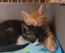 寂しい、眠れないそんな夜にそっと寄り添います 誰かと繋がりたい、そんな日はのんびり・ゆったりと イメージ2