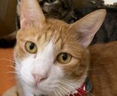 犬について困っている事。動物看護師が答えます 犬猫の日頃の疑問についてお答えします！ イメージ2
