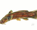 綺麗でリアルよりな魚の絵を描きます いい感じの魚の絵を気軽に頼んでみたい方へ イメージ6