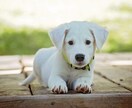 犬に優しいドッグトレーナーがお悩み解決します ワンチャンに優しく犬にストレスがかからない方法で解決します。 イメージ1