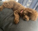 トイプードルのモデル写真・動画提供します 撮影シチュエーションご相談下さい イメージ8