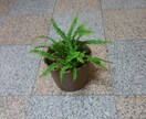 観葉植物などの育て方の相談にのります 植物のチョットした疑問を解消したい時にオススメ イメージ1