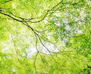 魂の地図を読む光の鑑定│あなたの想いを導きます 迷いを光に変えて─叶えたい恋と諦めたくない未来をあなたの手に イメージ8