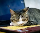 猫ちゃんに関する相談にのります 猫を飼いたい！という方、猫がするしぐさへの疑問や相談など イメージ3