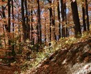 ご相談に乗ります カナダトロント在住10年目-留学-カナダ人パートナー イメージ1