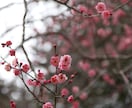 福島県の旅プロデュースします 広い福島県、会津だけが福島じゃないですよ。 イメージ3