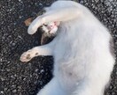 あなたに寄り添います 悩んでいる事自慢したい事褒めてほしい事何でも教えて下さい イメージ4