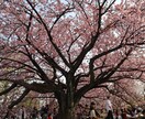 あなたの心に残るフォトをお届けします 自然体を生かし、一枚の写真で人の心を動かす写真家 イメージ7