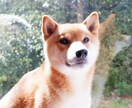 柴犬の写真撮ります 散歩行けば「イケメンだね」と声をかけられる4歳のオスです イメージ2