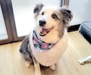 ワンちゃんの飼いはじめをサポートします （トイレ、甘噛み、破壊など望ましくない行動の改善） イメージ1