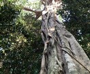 紫微斗数・ラマ占星術などの占術を用いて占います あなたが抱える問題点を科学と非科学の両面からアプローチ イメージ1
