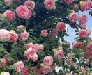 恋愛相談から人生相談まで、お話聞きます 聞き上手落ち着く声だとよく言われます イメージ1