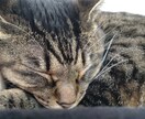 赤の他人 だからこそ話せること、何でも聞きます 身近な人には話しづらい愚痴、惚気、悩み…話してみませんか？ イメージ4