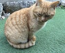 何でも話して下さい！聞いて欲しい気持ち受け止めます 誰にも言えない気持ち、気軽にお話しください！ イメージ1