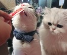 猫ちゃんの写真・動画売ります 白いチンチラの猫とブチのスコティッシュ猫 イメージ4