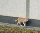 恋愛、結婚、仕事運 全体をみます お一人お一人丁寧に鑑定いたします。 イメージ4