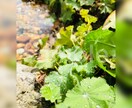 自然の写真を中心に素材をご提供いたします （SNSのアイコンや背景、広告などの商用利用にも／〜10枚） イメージ3