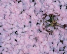 表現写真撮影！意思の写し方教えます 写真好きな方！主張写真、意思が解る作品を創作しよう！ イメージ1