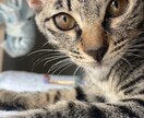 貴方の癒しの時間を提供します 普段言えないことをちょこっとわたしに教えて頂けませんか？ イメージ4