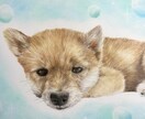色鉛筆似顔絵肖像画描きます 世界に１つだけの愛犬、愛猫の似顔絵を原画でお渡します。 イメージ4