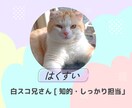 3匹の猫が三者三様の視点でお悩み相談に乗ります 甘々の弟、知的な兄、武士な猫。3匹の視点で心を軽くするニャ イメージ3