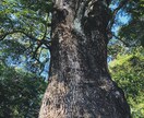 元ラジオパーソナリティーがあなたのお話を聞きます できないなんて思っていません?大丈夫ですよ。楽しく話します。 イメージ3