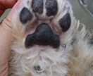 現役トリマーが愛犬のお手入れをアドバイスしますます ブラッシングや毛玉などのお悩みに寄り添います イメージ3