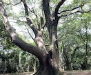 四柱推命で※あなたを鑑定します 自分のことを知る！！という方法を試してみませんか。 イメージ2
