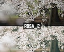 ROSA｜Lightroomプリセット販売します スマホで撮影した写真、ワンタッチで大変身！ イメージ7