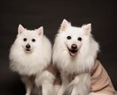 愛犬との家族写真ご自宅でもできます ご自宅でスタジオクオリティの家族写真を。 イメージ4