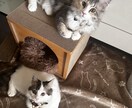 猫飼いオタクのなんでも雑談受け付けます 猫飼いオタクと雑談。1回利用で猫へおやつガチャや占いも可 イメージ1