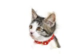 かわいいペットや動物のリアルイラストを描きます プレゼントやお部屋のインテリアにいかがでしょうか？ イメージ3