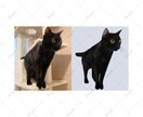 写真から可愛いリアルなペット似顔絵を描きます 可愛いペットのSNSアイコンやオリジナルグッズ制作に！ イメージ6