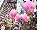 あなただけの2026年運気予報をお知らせします ❇ 2026年の新しい波を乗りこなしましょう❇ イメージ8
